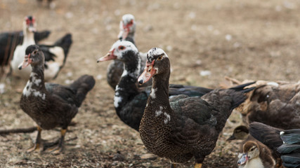 Ducks standing in the courtyard
