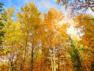 autumn landscape forest with yellow red leaves with sunny light beams