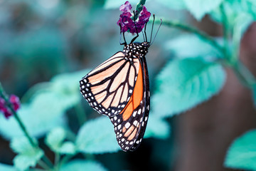 Plakat Monarch, Danaus plexippus is a milkweed butterfly (subfamily Danainae) in the family Nymphalidae