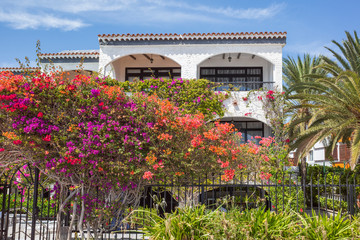 house in the south with flowers bougainvillea