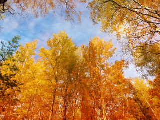 autumn landscape forest with yellow red leaves with sunny light beams