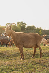 Goat standing on the farm and looking away