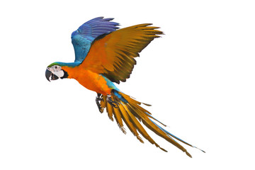Colorful flying parrot isolated on white