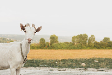 Portrait goat looking at camera