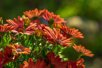 Red flowers in the autumn sun. Variety gerbera as close up - 296349128