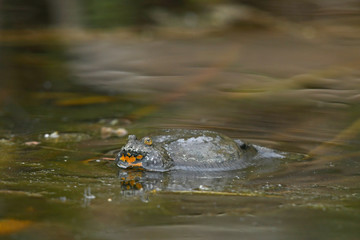 rufende Rotbauchunke (Bombina bombina) - European fire-bellied toad