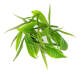 Green tea leaf isolated on white background