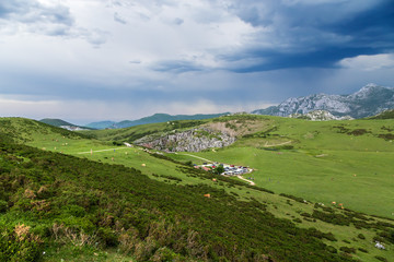 Fototapeta na wymiar Covadonga, Spain. Cows graze in the mountains under the thunderclouds