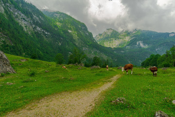 Cows on a green mountain meadow with high mountains and clouds in the background - 296349377