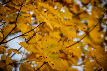 Leuchtend oragenes Herbstlaub