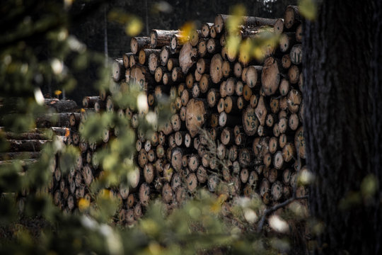 Bennholz Stapel im Harzer Wald 