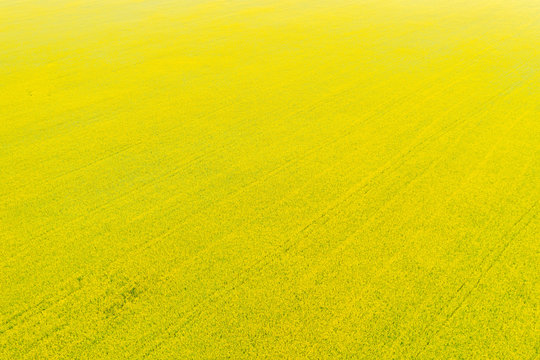 Aerial view of rapeseed field with bright yellow flowers. High angle agricultural and natural landscape
