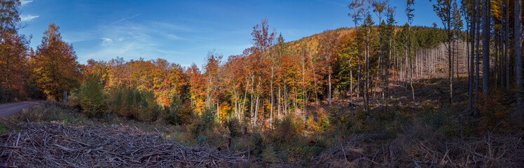 A panorama in the mountains with autumnal colored trees in blue sky - 296349949