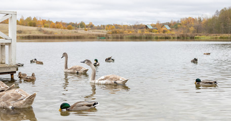 Swan and ducks on Gorodishchenskoe lake in Izborsk, Pskov region.