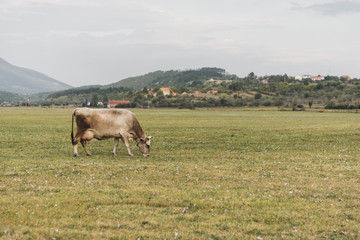 Lonely cow grazing in the field