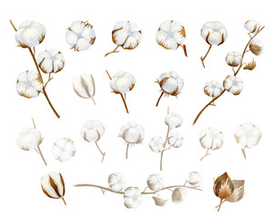 Cotton. Dry branch and seed pods isolated on white background. Eco product illustration.Cotton flower buds in vintage style. Botanical art .Watercolor logo illustration.