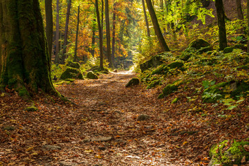 A forest path in autumn with colorful leaves and sunshine - 296350310
