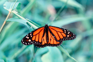 Fototapeta na wymiar Monarch, Danaus plexippus is a milkweed butterfly (subfamily Danainae) in the family Nymphalidae