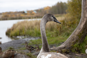 Swan and ducks on Gorodishchenskoe lake in Izborsk, Pskov region.