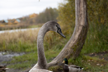 Swan and ducks on Gorodishchenskoe lake in Izborsk, Pskov region.