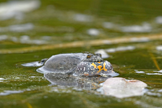  rufende Rotbauchunke (Bombina bombina) - European fire-bellied toad