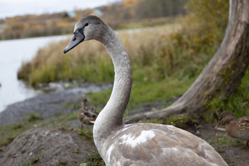Swan and ducks on Gorodishchenskoe lake in Izborsk, Pskov region.