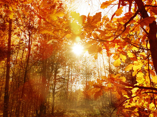 Naklejka premium autumn landscape forest with yellow red leaves with sunny light beams