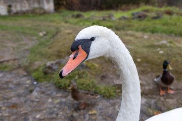 Swan and ducks on Gorodishchenskoe lake in Izborsk, Pskov region.