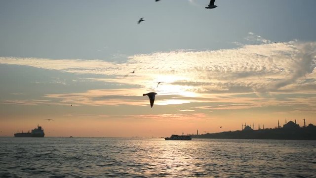 Flight Of The Seagulls with Istanbul Landscape at Sunset