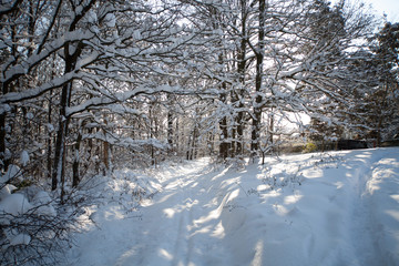 Morning winter forest