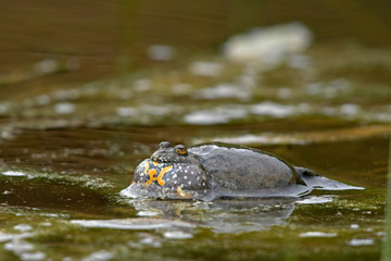 rufende Rotbauchunke (Bombina bombina) - European fire-bellied toad