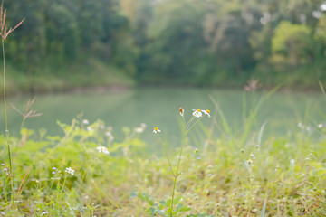 white grass flower beside pond lake