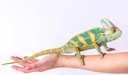 Foto auf Acrylglas green chameleon on a girls hand on a white background. © ROMAN_P