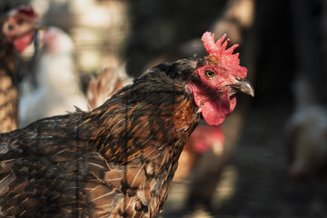 Furious hen in the farm backyard