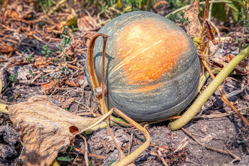 close up image of pumpkin on the agricultural field 