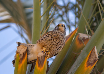 Bird Common Kestrel (Falco tinnunculus) sits on a date palm