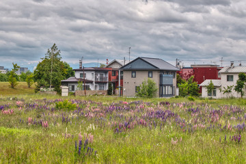 Meadow in front of a house in Japan