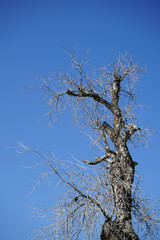 tree against blue sky