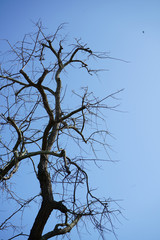 The tree against blue sky 