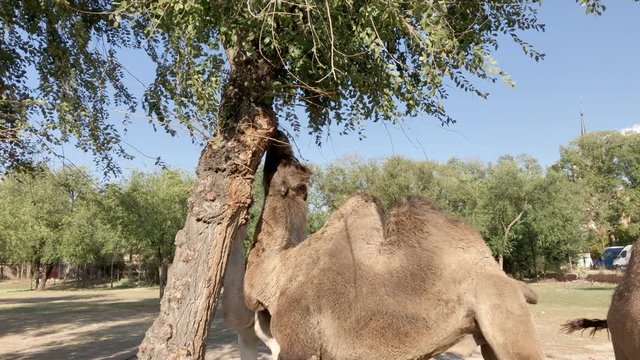 camels eating green tree branches with castle background