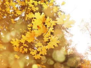 autumn landscape forest with yellow red leaves with sunny light beams