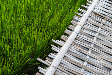 wooden fence and grass