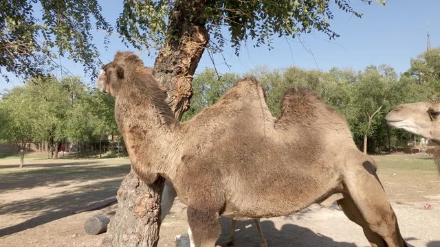 camels eating green tree branches with castle background
