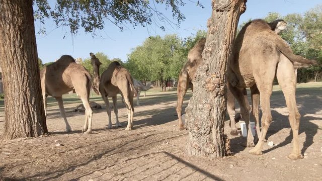 camels eating green tree branches with castle background