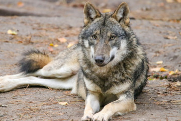 Fototapeta premium Wolf