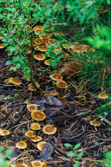Autumn toadstool mushrooms grow under bushes in the forest.
