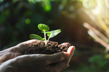 Human hands holding green small plant with copy space for insert text. Life and ecology concept.