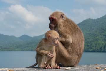 Baby monkey and mother monkey eating snacks, Island background