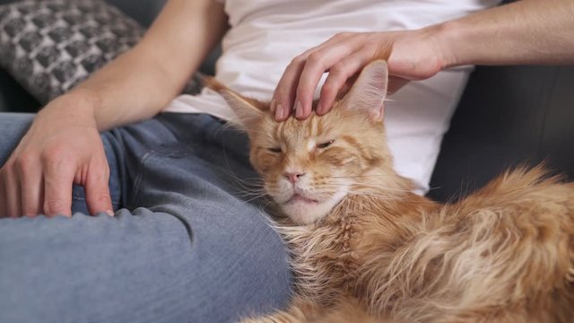 Man cudding red Maine Coon cat lying on the couch. Close-up. The cat lies on the upholstered furniture in the house and enjoying her time with owner