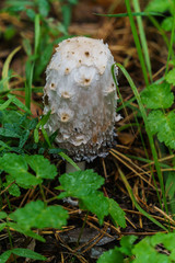 A white dung bean mushroom grows in a clearing in the forest.